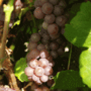 Gewürztraminer1