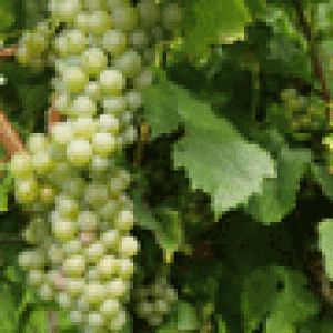 Müller-Thurgau1