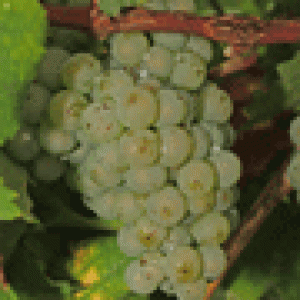 Riesling1