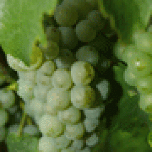 Sauvignon Blanc1