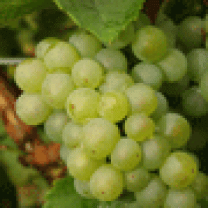 Silvaner1